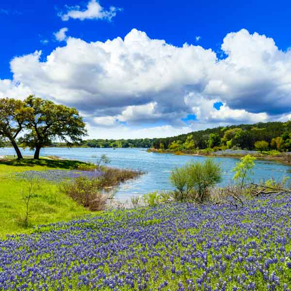 Texas Bluebonnets stock photo